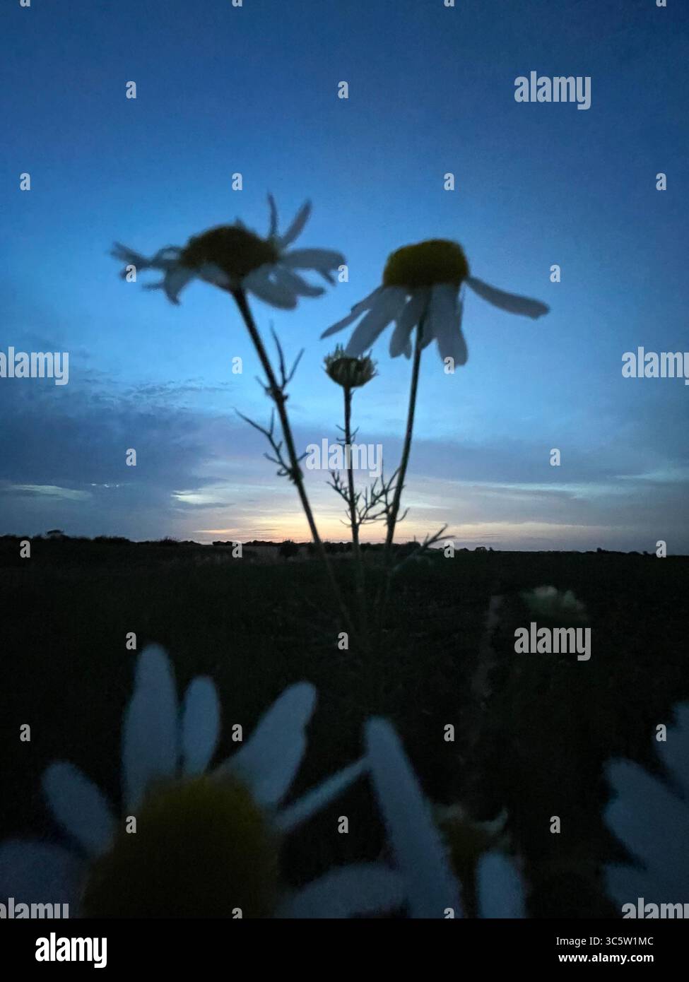 The sunsets with the nature from different situations - Smartphone Captured Stock Image