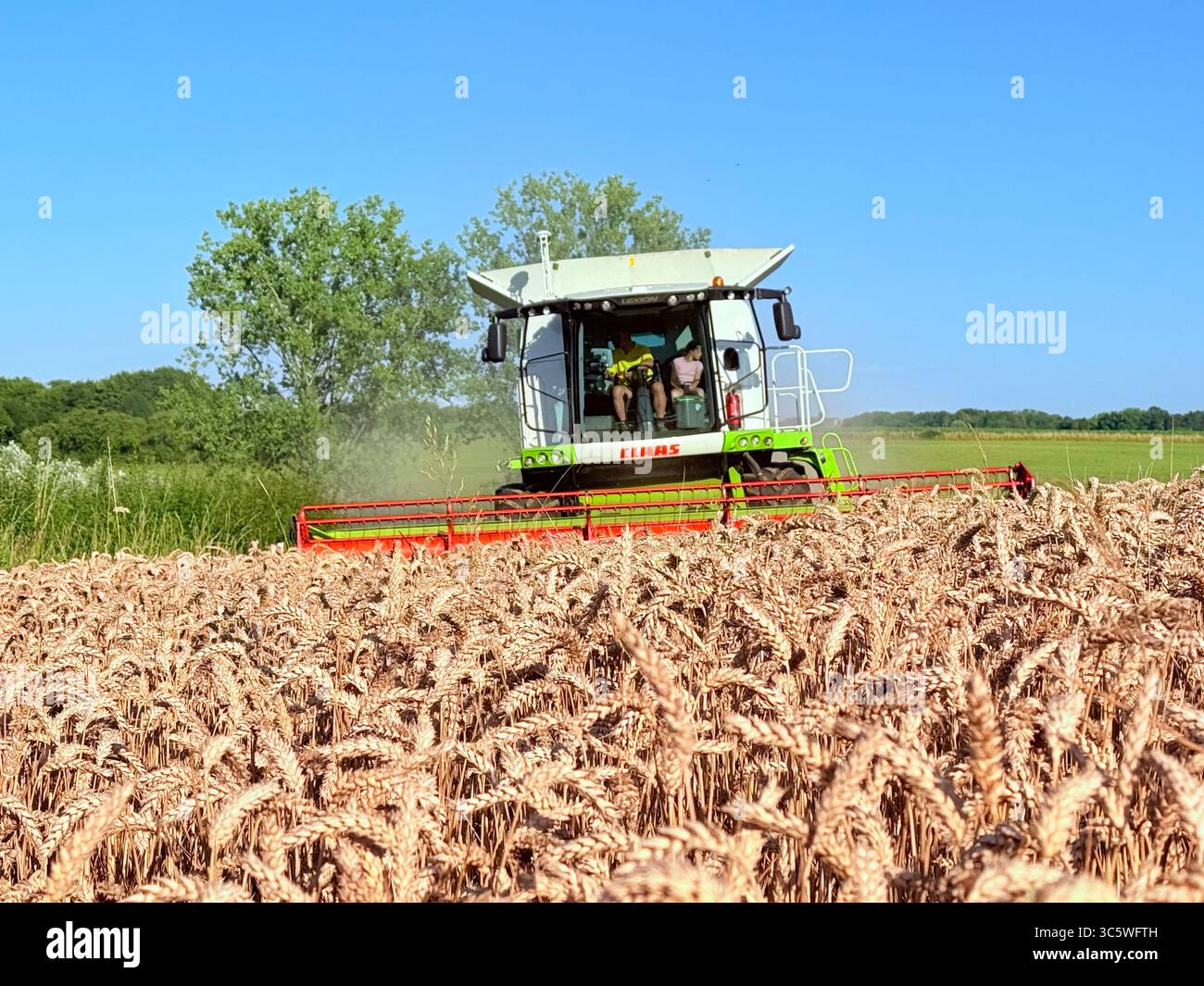 La moisson de blé 2025 dans le Nord de la France, le blé dans toutes ses étapes de récoltes et ses beaux engins New Holland et Claas dans l'action j - Smartphone Captured Stock Image