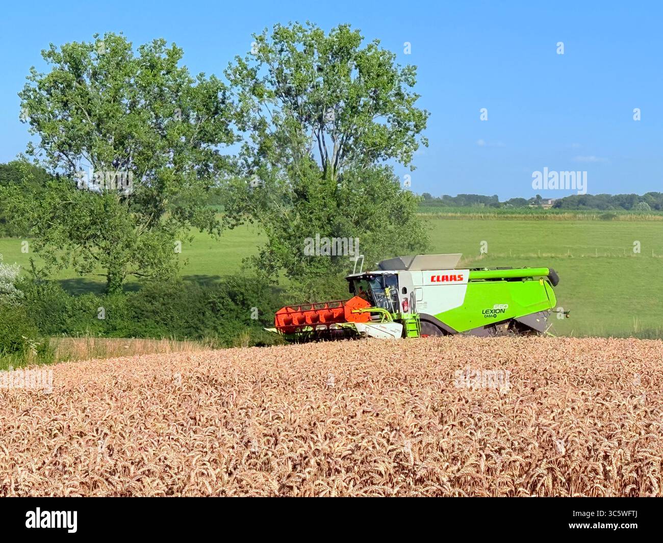 La moisson de blé 2025 dans le Nord de la France, le blé dans toutes ses étapes de récoltes et ses beaux engins New Holland et Claas dans l'action j - Smartphone Captured Stock Image