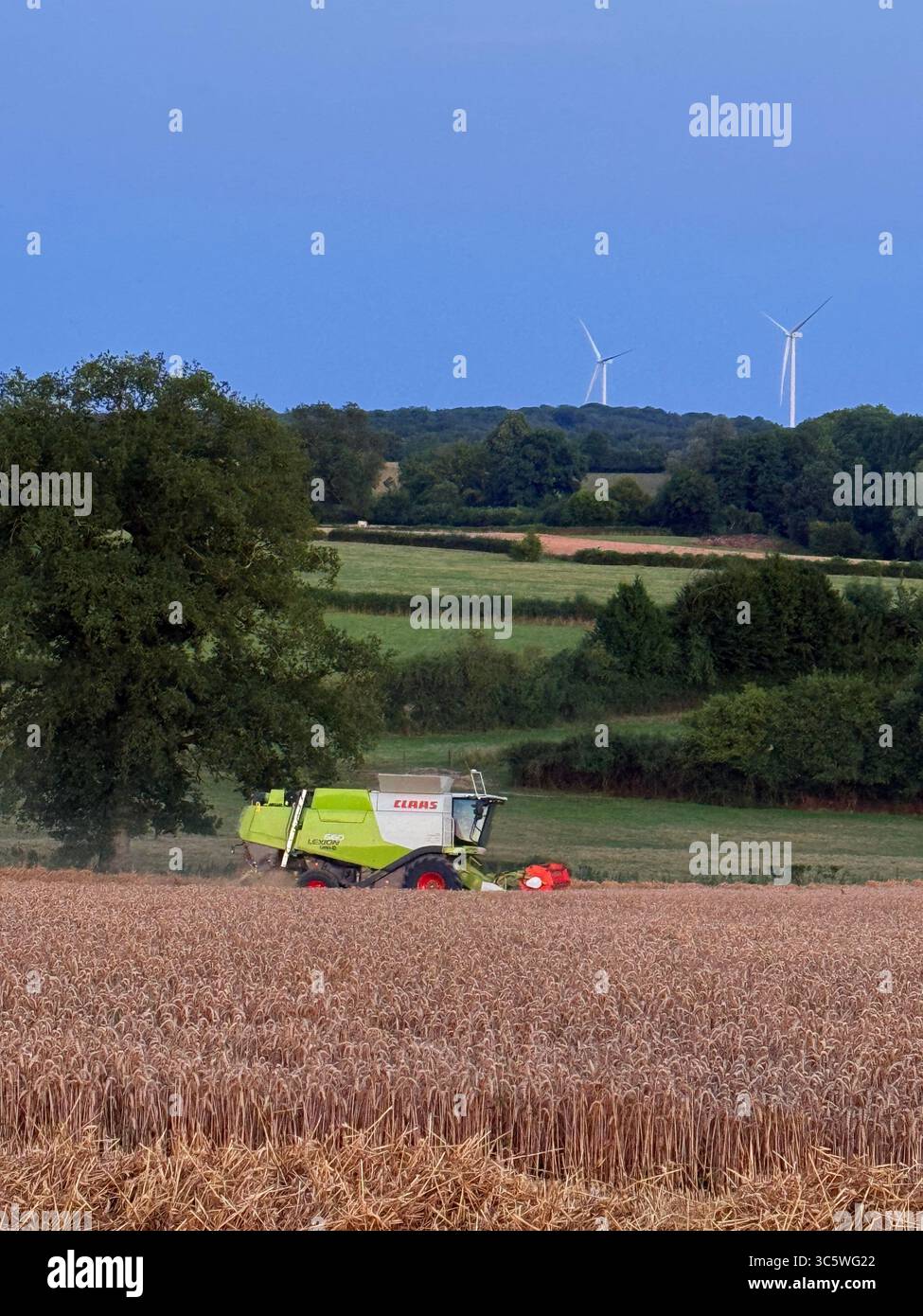 La moisson de blé 2025 dans le Nord de la France, le blé dans toutes ses étapes de récoltes et ses beaux engins New Holland et Claas dans l'action j - Smartphone Captured Stock Image