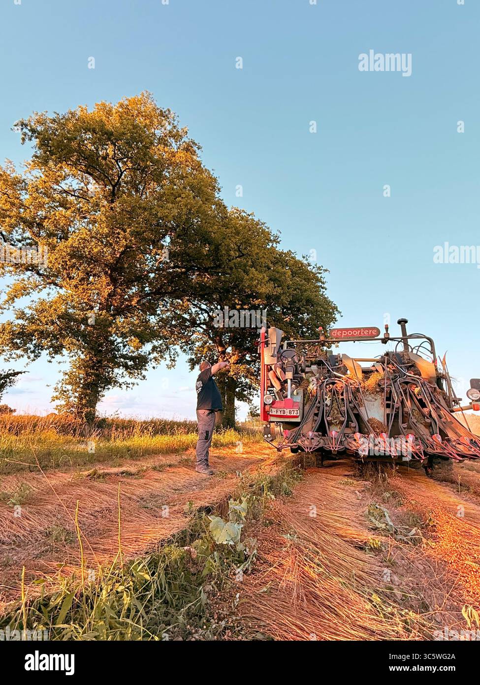 La moisson de blé 2025 dans le Nord de la France, le blé dans toutes ...