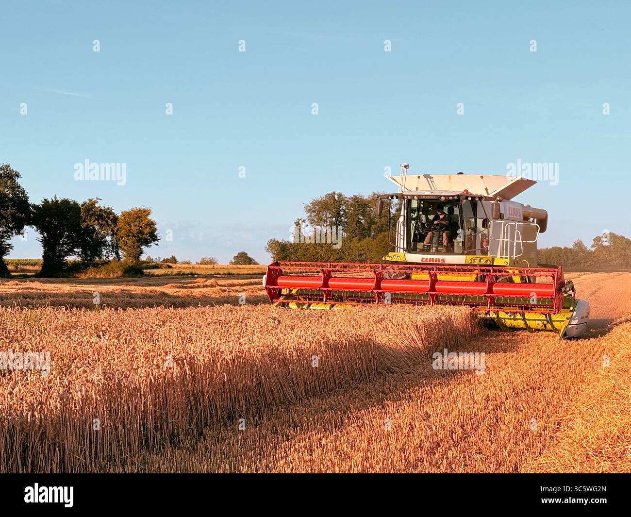 La moisson de blé 2025 dans le Nord de la France, le blé dans toutes ses étapes de récoltes et ses beaux engins New Holland et Claas dans l'action j - Smartphone Captured Stock Image