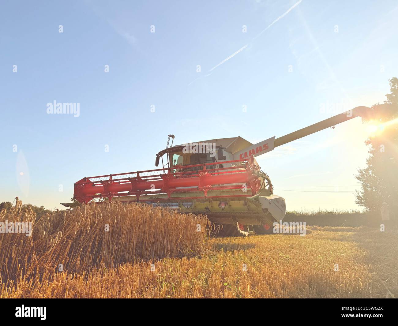 La moisson de blé 2025 dans le Nord de la France, le blé dans toutes ses étapes de récoltes et ses beaux engins New Holland et Claas dans l'action j - Smartphone Captured Stock Image