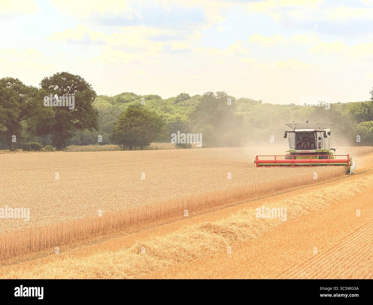 La moisson de blé 2025 dans le Nord de la France, le blé dans toutes ses étapes de récoltes et ses beaux engins New Holland et Claas dans l'action j - Smartphone Captured Stock Image