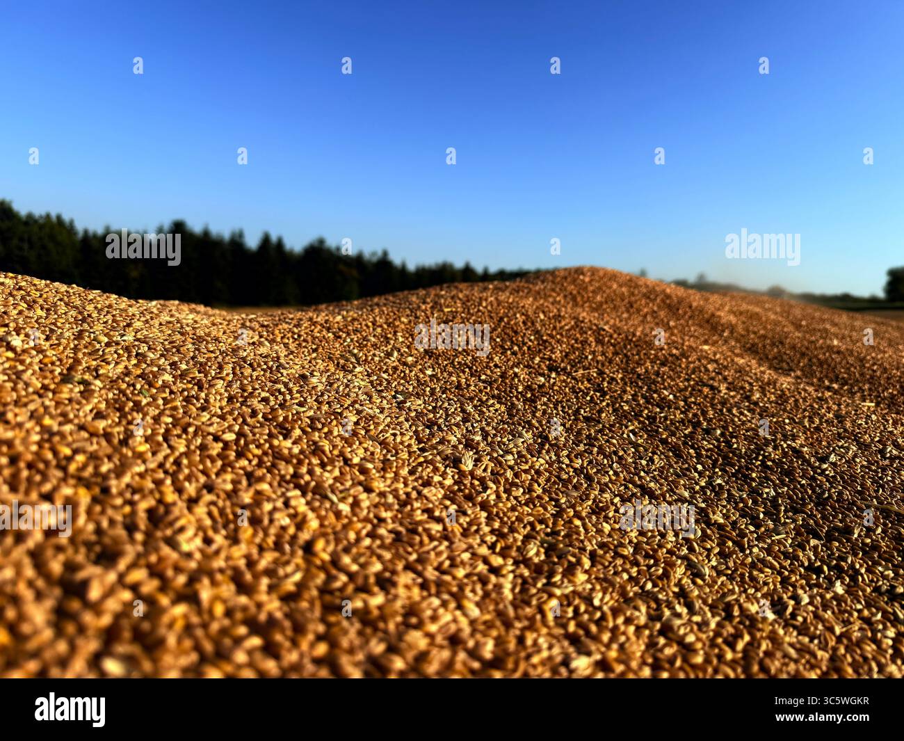 La moisson de blé 2025 dans le Nord de la France, le blé dans toutes ses étapes de récoltes et ses beaux engins New Holland et Claas dans l'action j - Smartphone Captured Stock Image