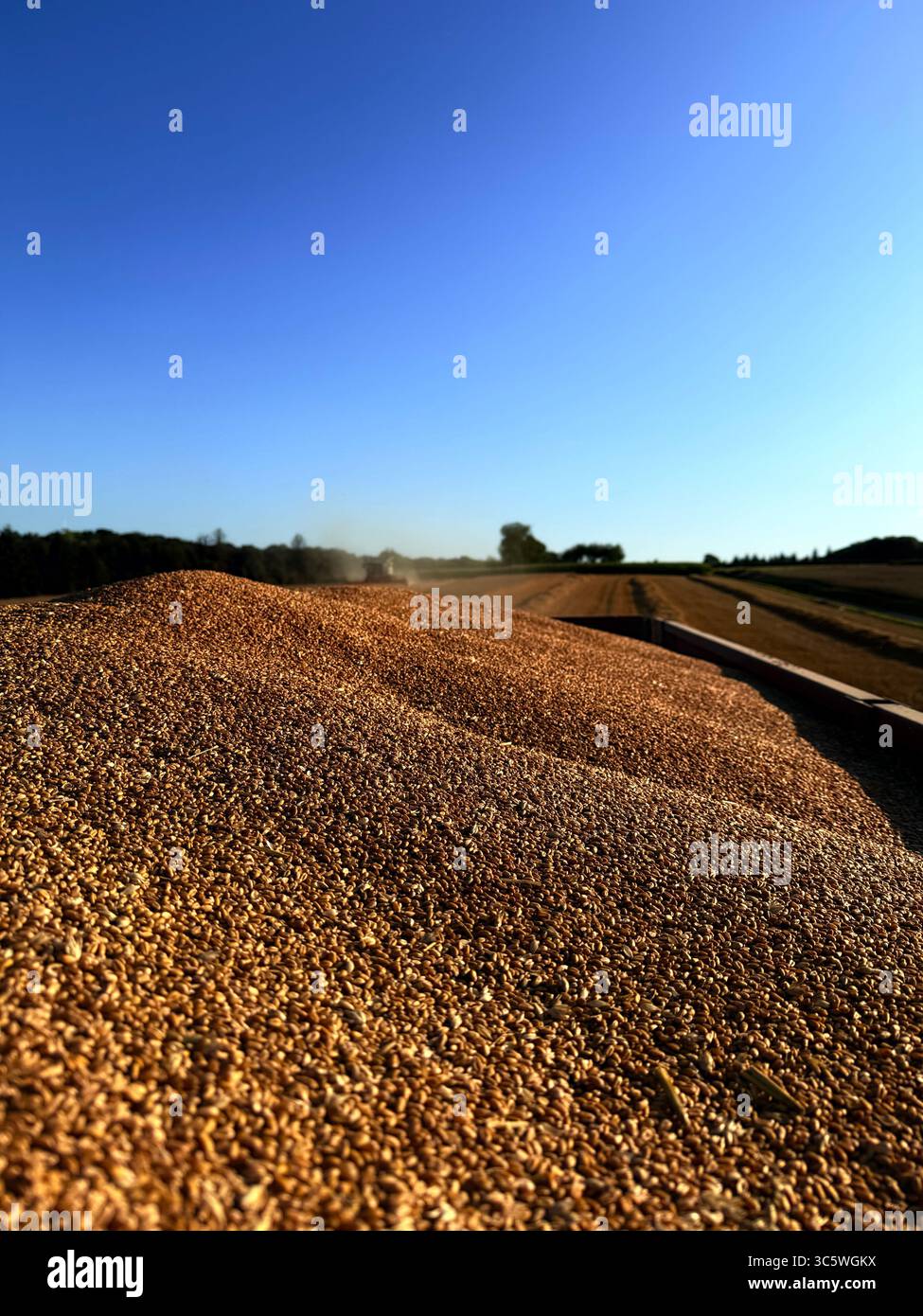 La moisson de blé 2025 dans le Nord de la France, le blé dans toutes ses étapes de récoltes et ses beaux engins New Holland et Claas dans l'action j - Smartphone Captured Stock Image