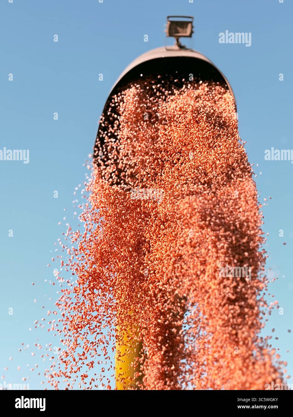 La moisson de blé 2025 dans le Nord de la France, le blé dans toutes ses étapes de récoltes et ses beaux engins New Holland et Claas dans l'action j - Smartphone Captured Stock Image