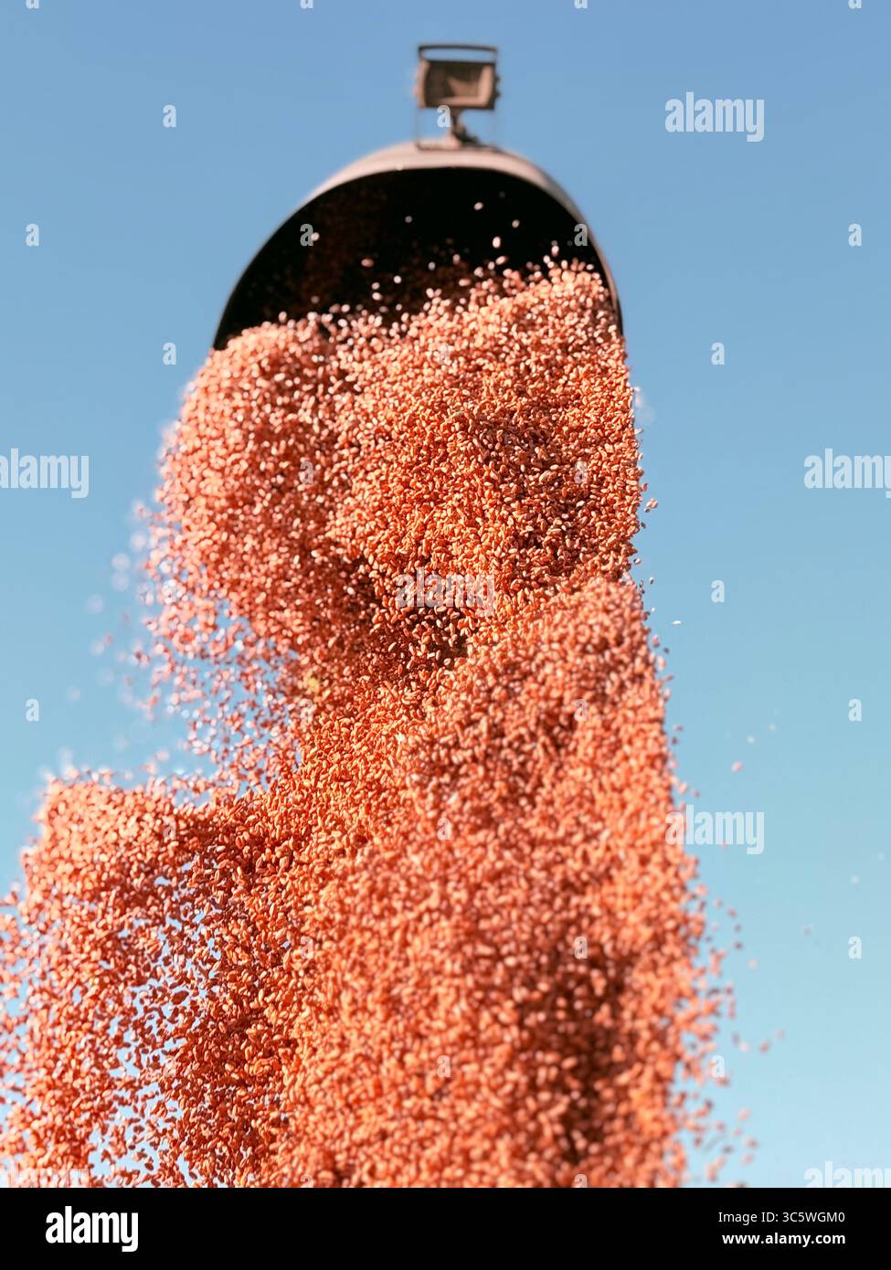 La moisson de blé 2025 dans le Nord de la France, le blé dans toutes ses étapes de récoltes et ses beaux engins New Holland et Claas dans l'action j - Smartphone Captured Stock Image