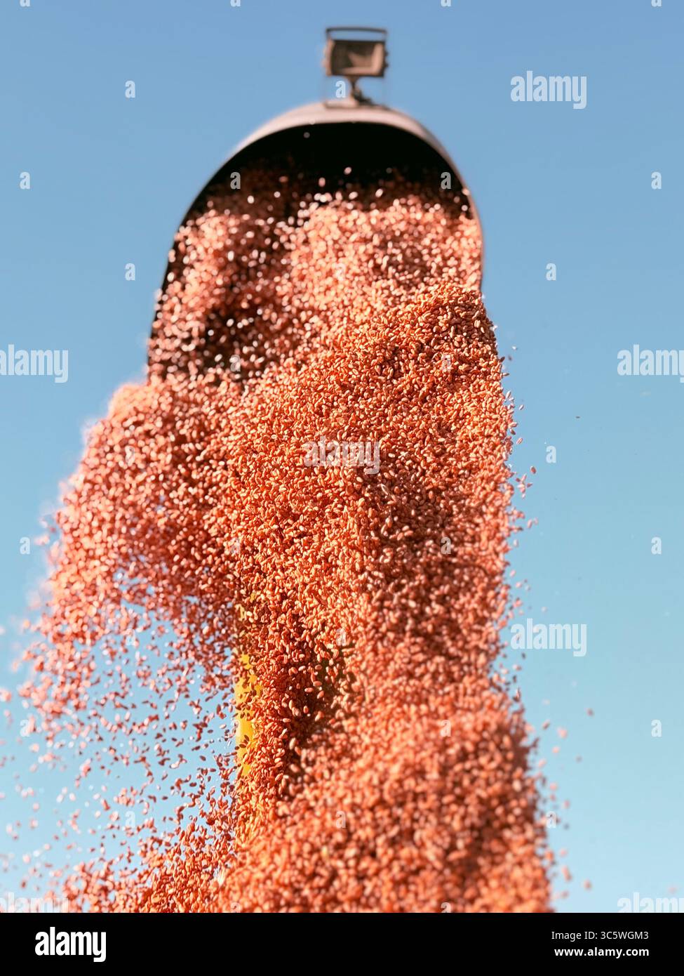 La moisson de blé 2025 dans le Nord de la France, le blé dans toutes ses étapes de récoltes et ses beaux engins New Holland et Claas dans l'action j - Smartphone Captured Stock Image