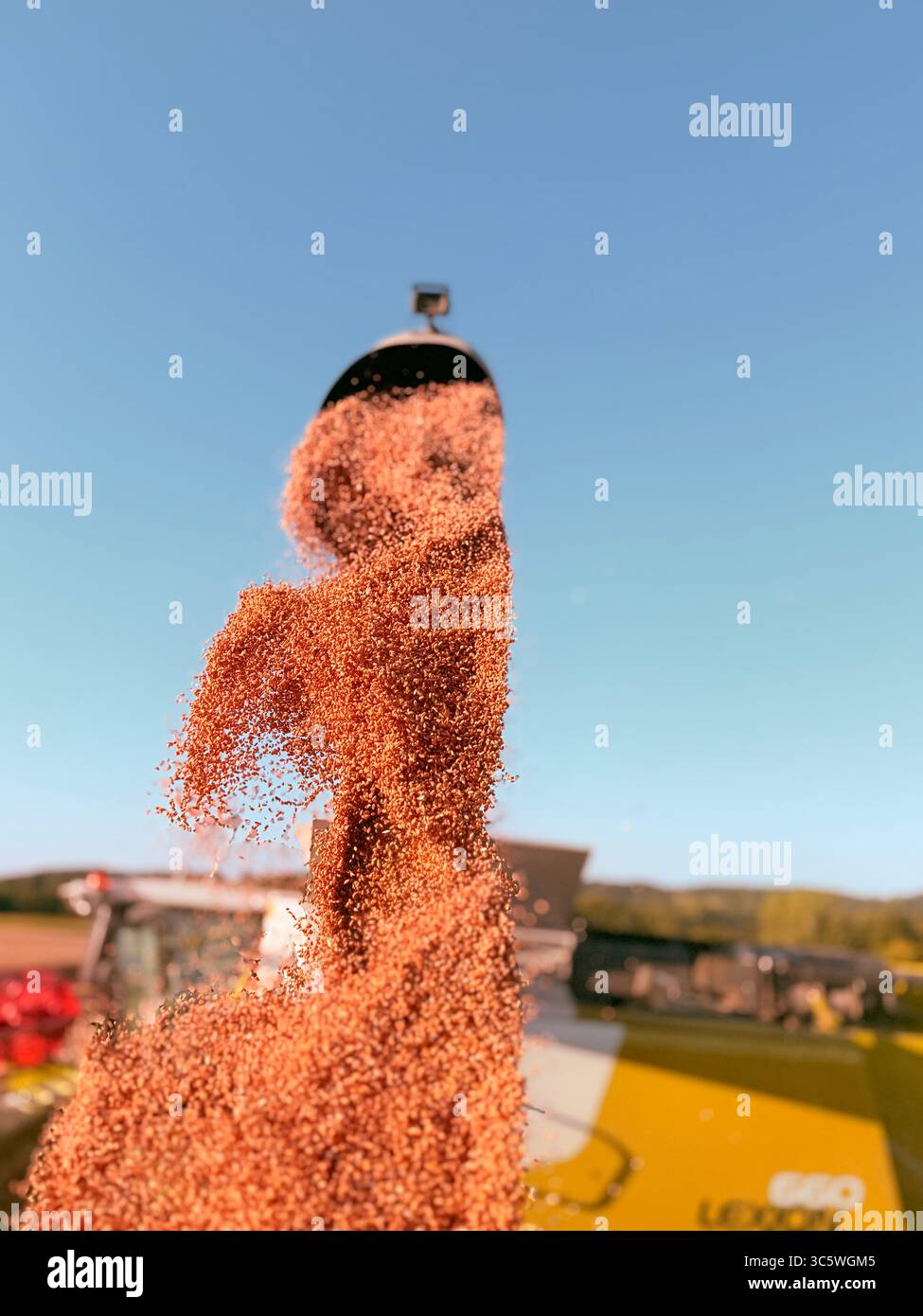 La moisson de blé 2025 dans le Nord de la France, le blé dans toutes ses étapes de récoltes et ses beaux engins New Holland et Claas dans l'action j - Smartphone Captured Stock Image