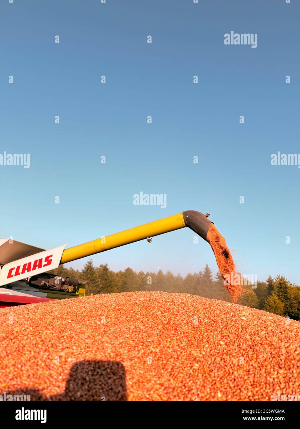 La moisson de blé 2025 dans le Nord de la France, le blé dans toutes ses étapes de récoltes et ses beaux engins New Holland et Claas dans l'action j - Smartphone Captured Stock Image
