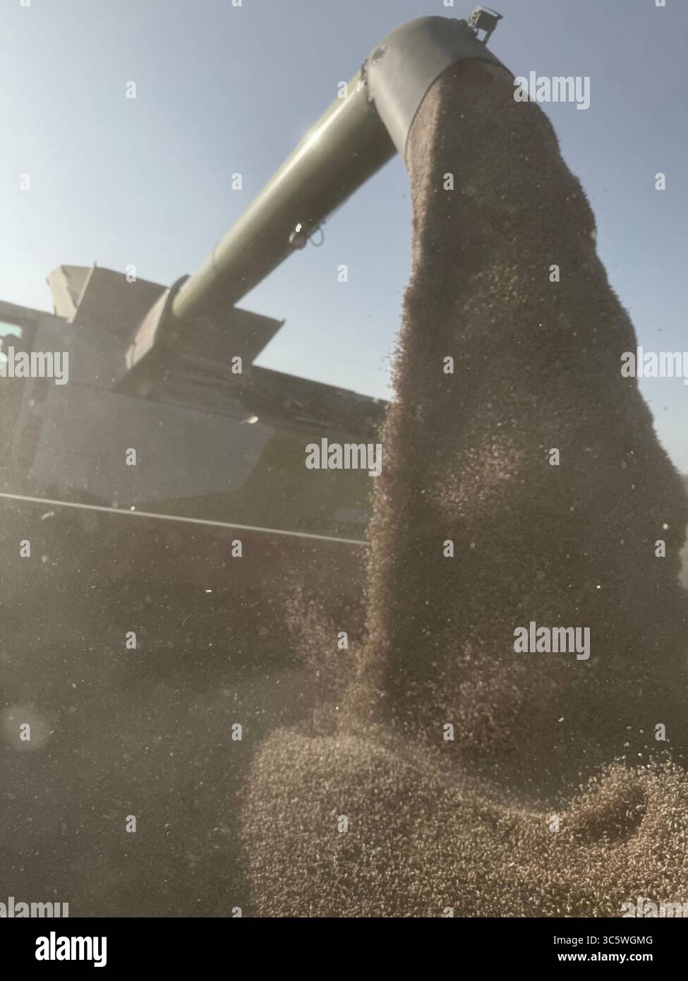 La moisson de blé 2025 dans le Nord de la France, le blé dans toutes ses étapes de récoltes et ses beaux engins New Holland et Claas dans l'action j - Smartphone Captured Stock Image