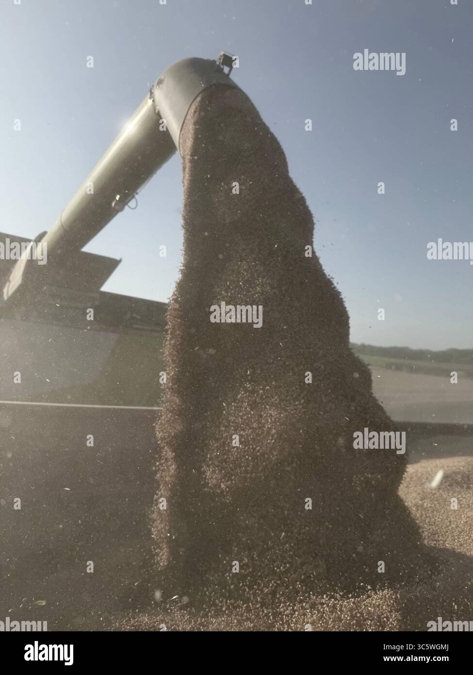 La moisson de blé 2025 dans le Nord de la France, le blé dans toutes ses étapes de récoltes et ses beaux engins New Holland et Claas dans l'action j - Smartphone Captured Stock Image