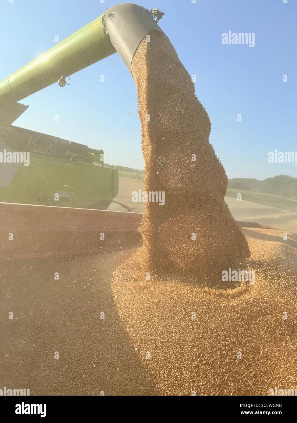 La moisson de blé 2025 dans le Nord de la France, le blé dans toutes ses étapes de récoltes et ses beaux engins New Holland et Claas dans l'action j - Smartphone Captured Stock Image