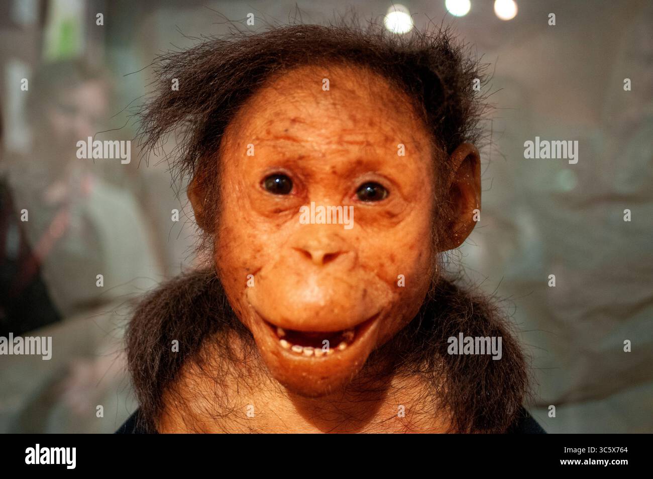 July 16, 2012, Ethiopia: Lucy in National Archaeological Museum in Addis Ababa, Ethiopia. Ardi, Ardipithecus ramidus, replica of 4.4 million old ancestor, National Museum of Ethiopia, Addis Ababa, Ethiopia (Credit Image: © Sergi Reboredo/ZUMA Wire) Stock Photo