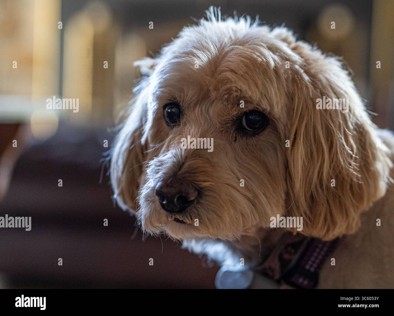 Black golden doodle hi-res stock photography and images - Alamy, image size:1300x1042