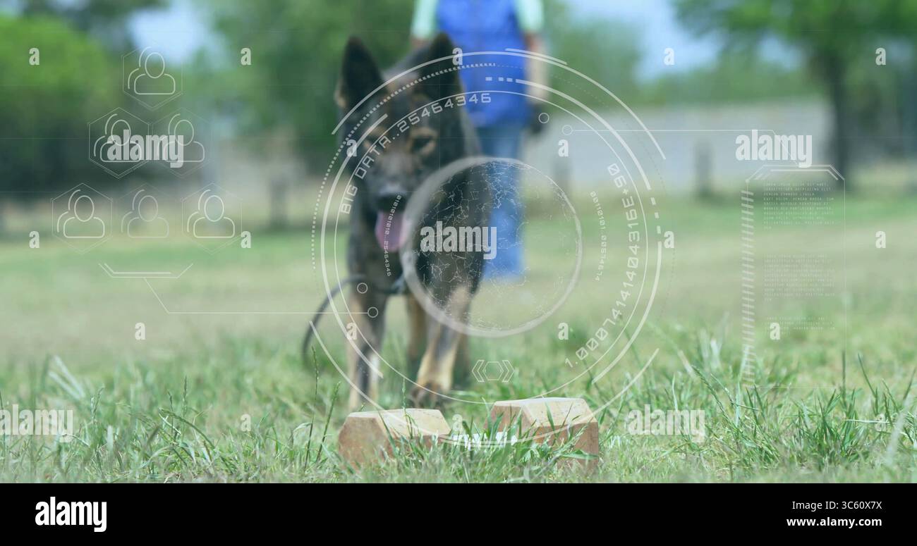Standing German Shepherd obeying commands on training field, with ...