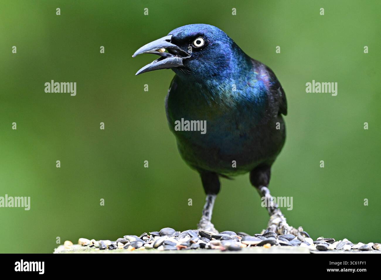 May 3, 2020, Alexandria, VA, US: A grackle sits on a wooden railing in Alexandria, Virginia. (Credit Image: © Amy Sanderson/ZUMA Wire) Stock Photo