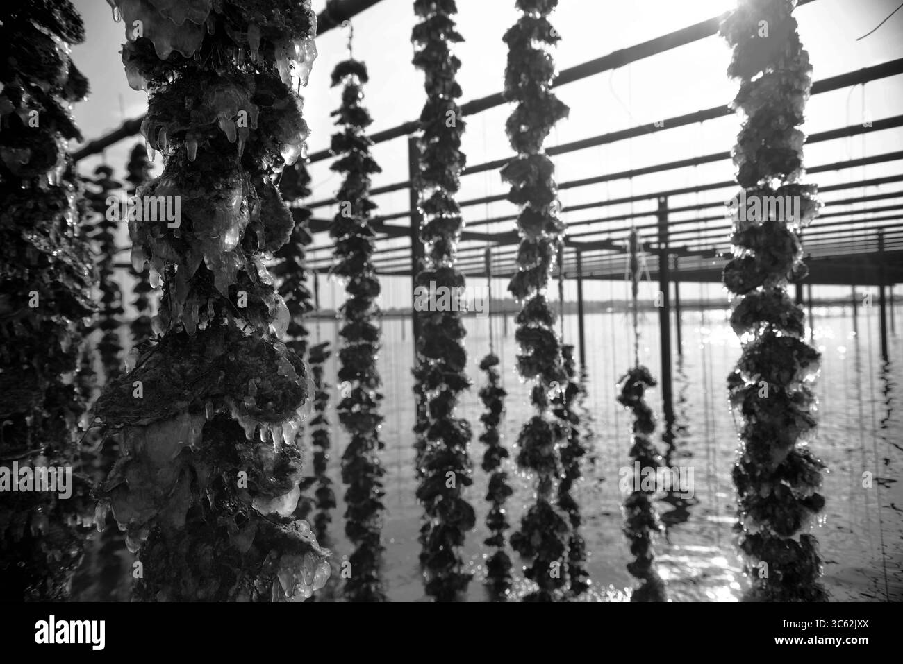Algae farming Black and White Stock Photos & Images - Alamy