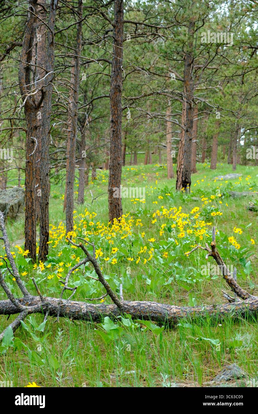 Goldenrod flowers bloom softly in a tranquil mountain forest, bathed in gentle sunlight, creating a serene and calming natural landscape. Stock Photo