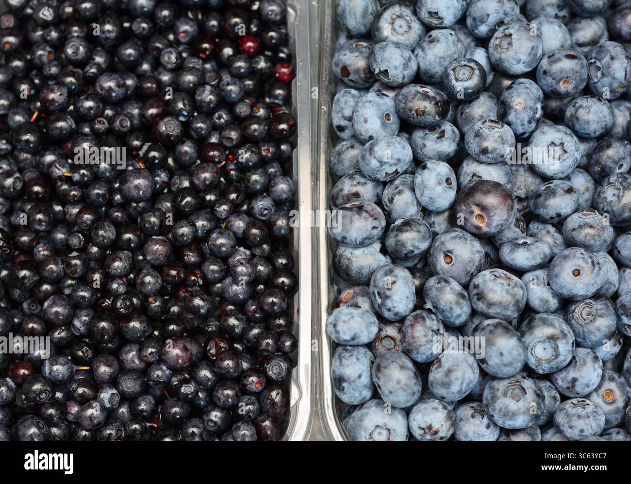 Bilberries and Blueberries in the boxes. Bilberries and Blueberries differ significantly in their nutrient profiles, medicinal uses. Stock Photo