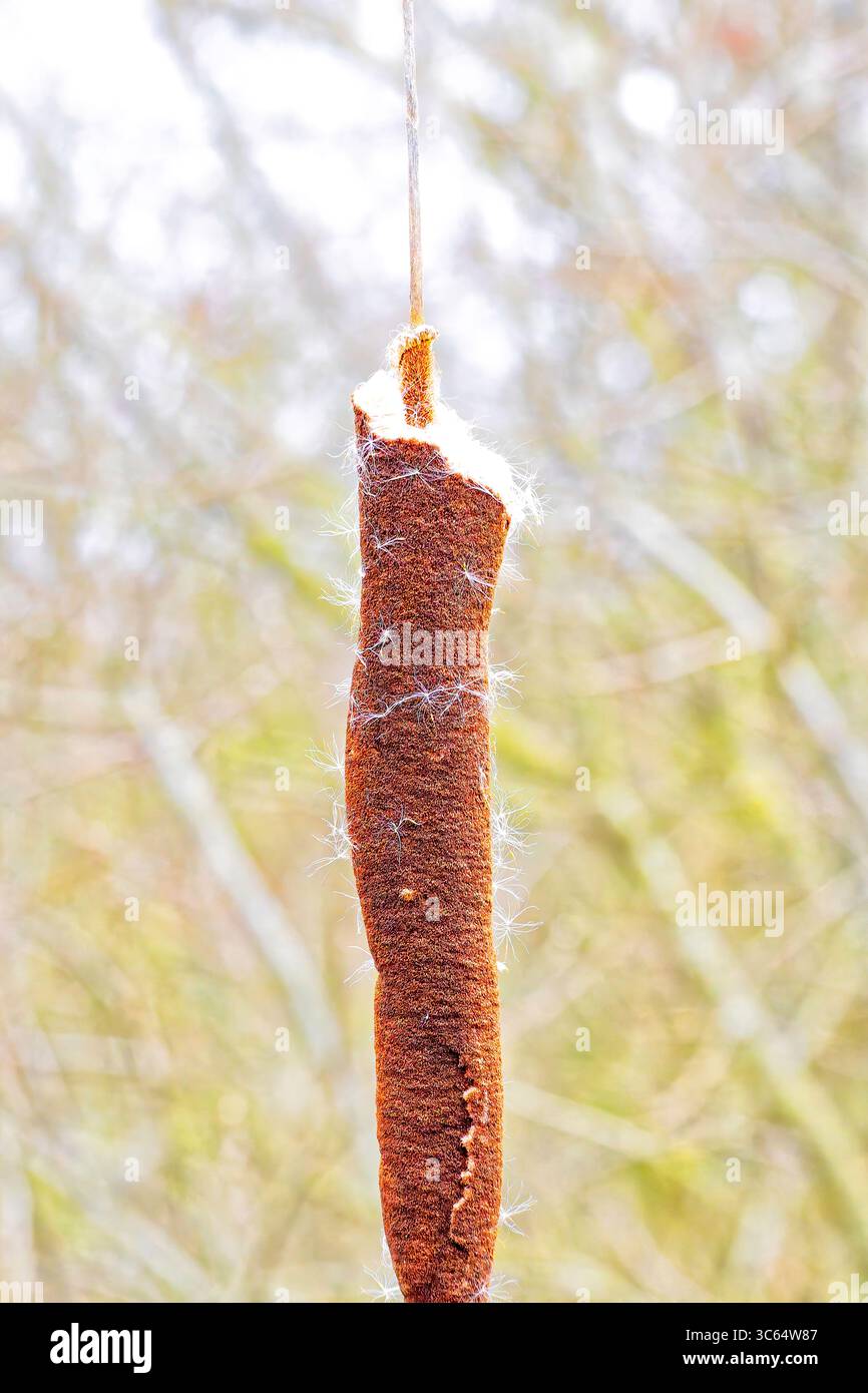 Striking detail of a cattail (Typha), also known as a bulrush. Stock Photo