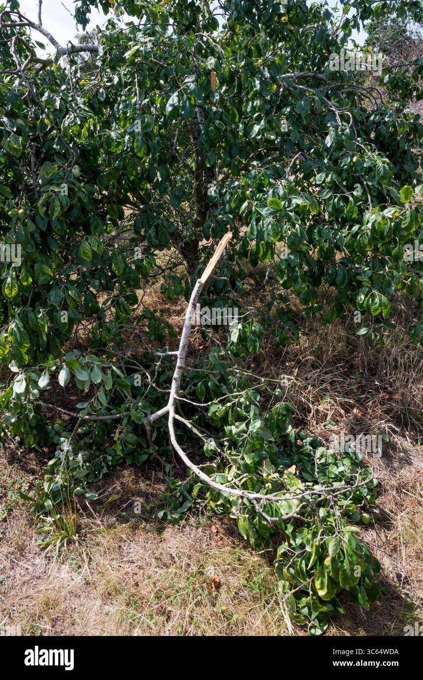 Branch of Victoria plum tree that has fallen from the weight of fruit. Stock Photo