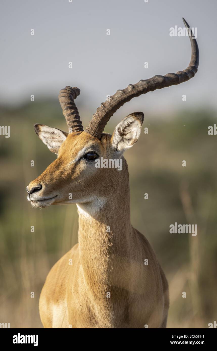 View impala majestic horns hi-res stock photography and images - Alamy