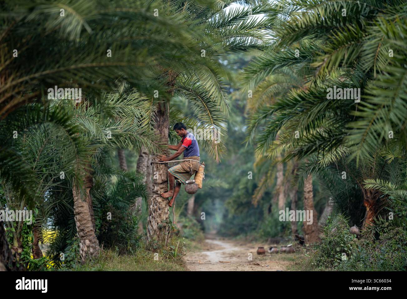 Natore, Bangladesh - 17 January 2023: View of a man climbing a date palm tree to collect sap, surrounded by a lush grove under the soft, diffused light. Stock Photo