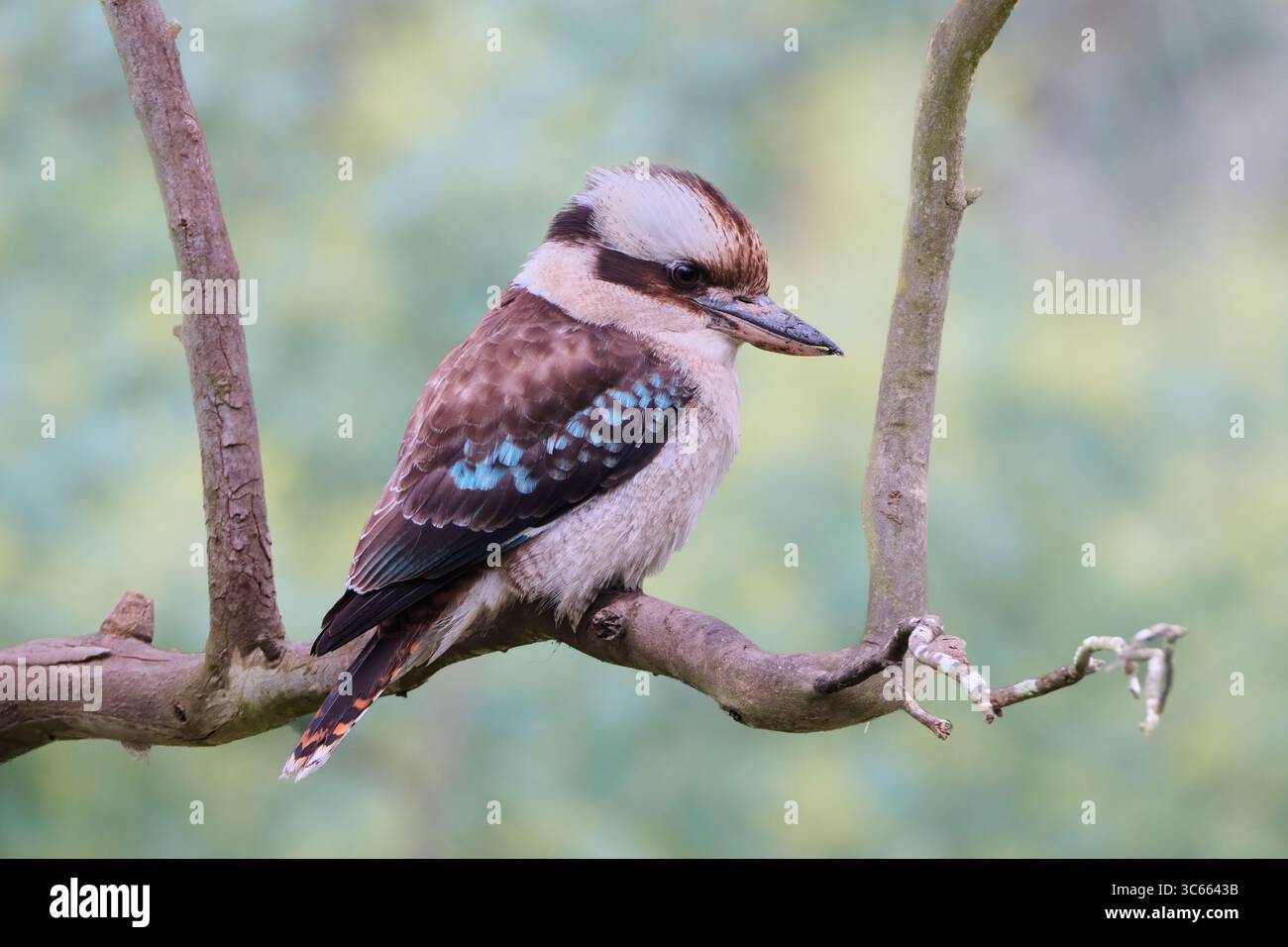 Profile of a Laughing Kookaburra Stock Photo