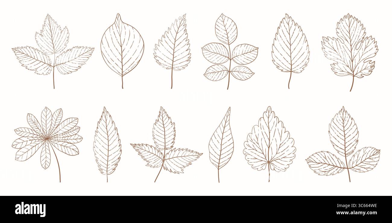 Botanical vintage leaves sketch set. Line art elegant leaves set for wedding invitations. Hand drawn engraved leaves collection. Detailed outline Stock Vector