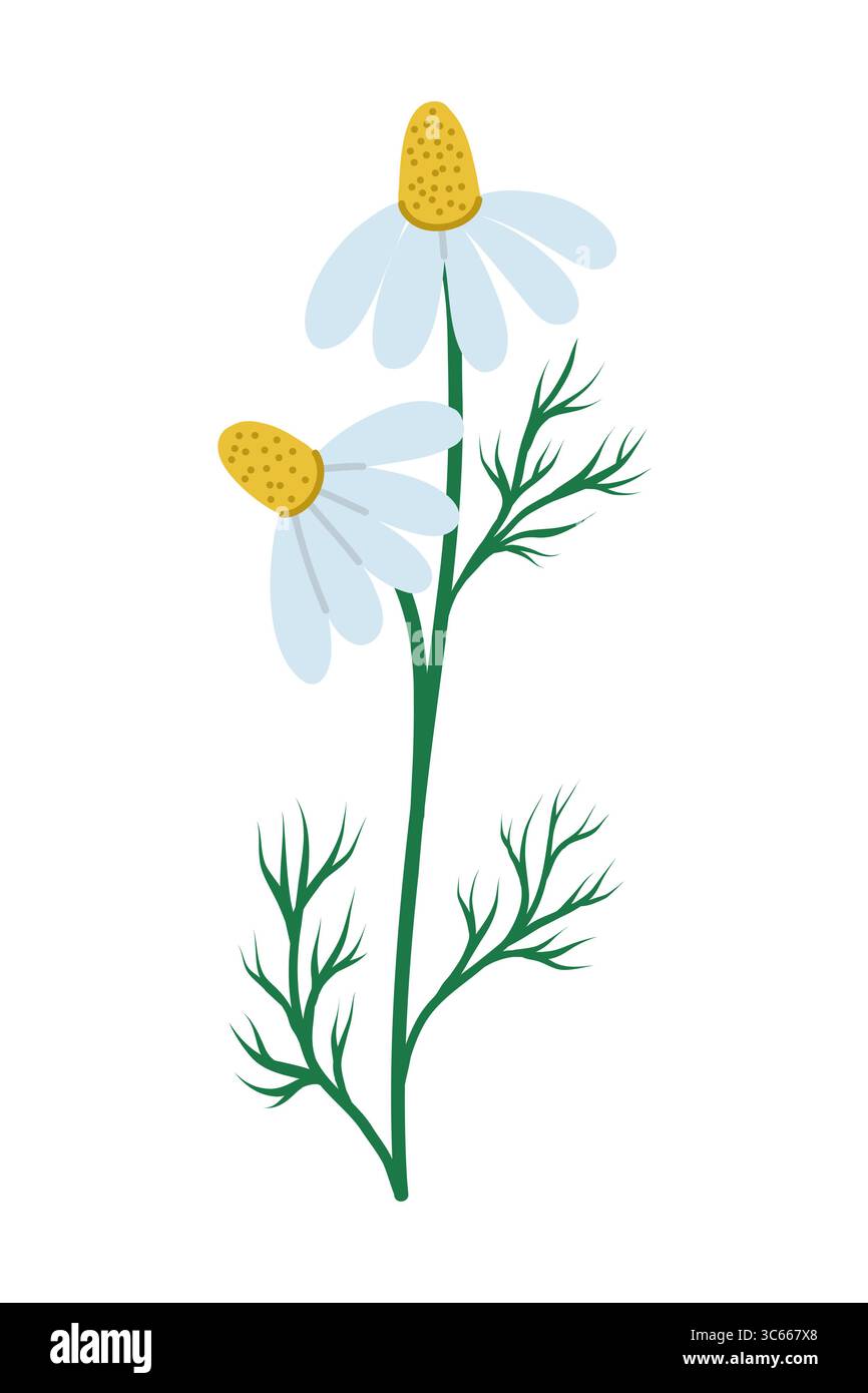 Isolated Wild Chamomile Flower, Flat Illustration Stock Vector Image ...