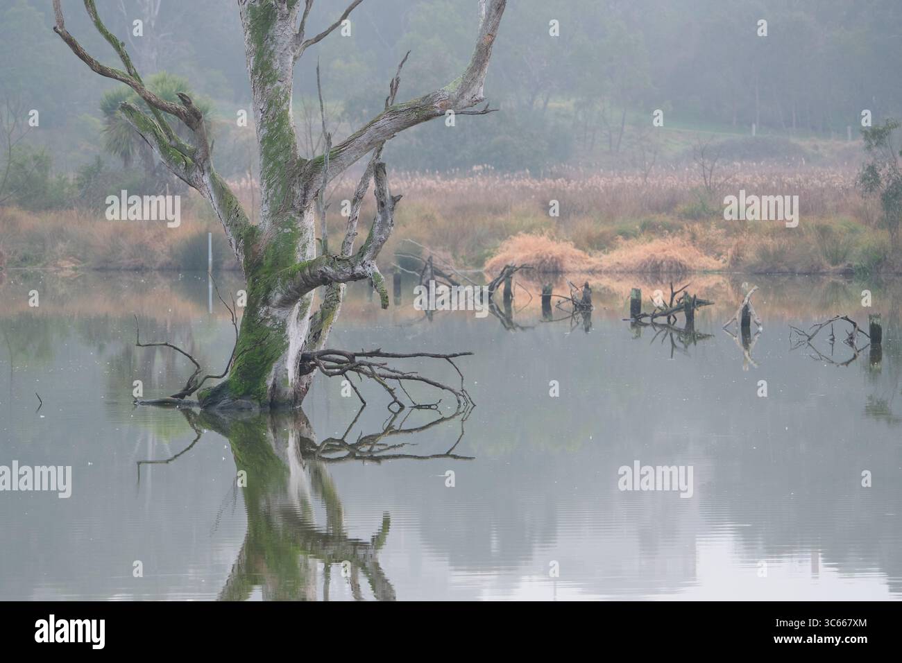 Dead In The Water Stock Photo
