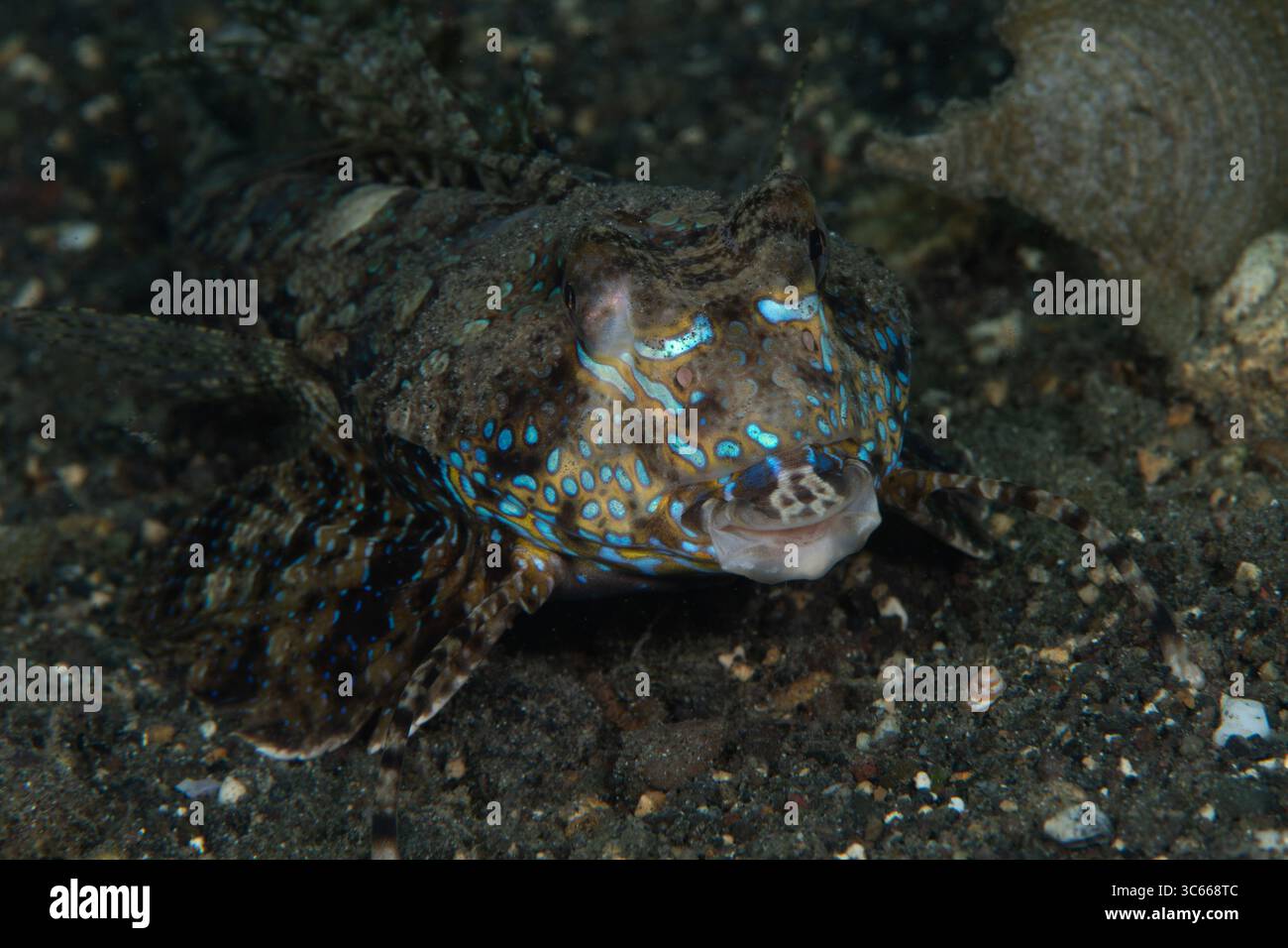 Dragonet fish underwater indonesia hi-res stock photography and images -  Page 2 - Alamy, image size:1300x956