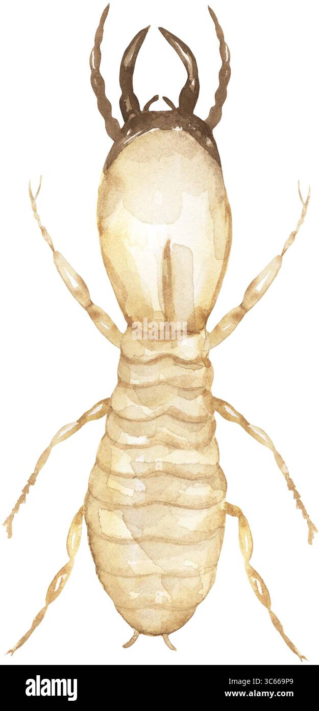 Watercolor illustration of soldier termites, insects educational clipart, wild nature print Stock Photo