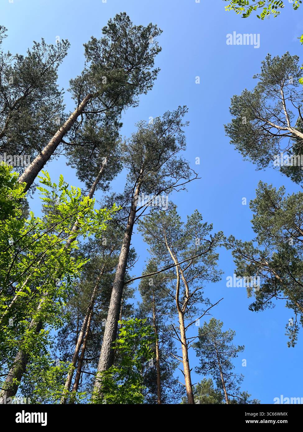 A low-angle shot of a mixed forest of pines, oaks, and alders reaching toward a clean blue sky in Curonian Spit, Lithuania - Smartphone Captured Stock Image