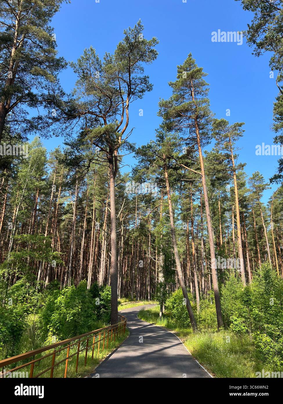 A paved trail with a safety handrail winds through a pine forest to the beach in Preila, Lithuania, bathed in golden hour light. - Smartphone Captured Stock Image