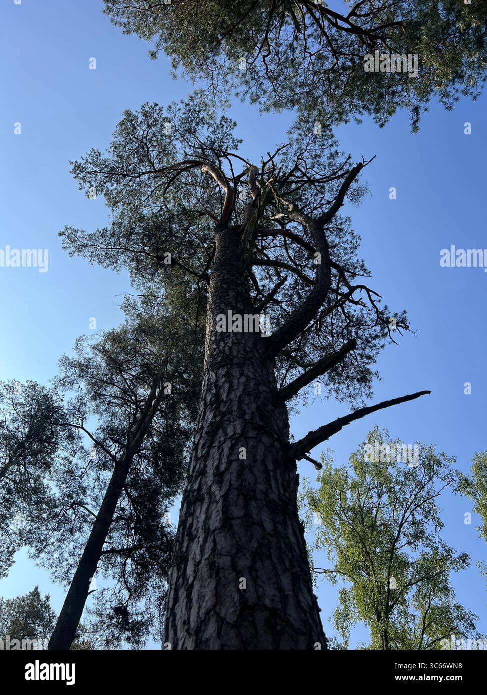Low-angle view of a tall pine tree in Preila, Lithuania, in Curonian Spit National Park. Bark texture, green canopy and blue sky captured on a summer - Smartphone Captured Stock Image