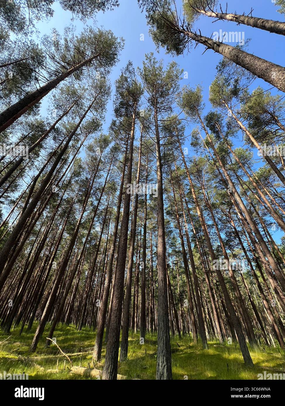Low angle view of tall pine trees in Curonian Spit National Park, Preila, Lithuania. Sunny summer forest with vibrant green floor and clear blue sky. - Smartphone Captured Stock Image