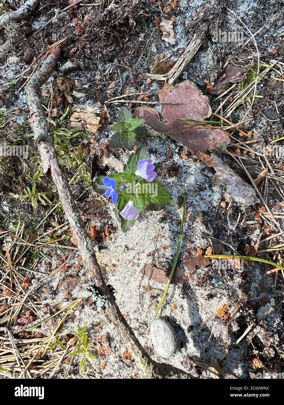 A top-down view of a small, delicate violet-blue Germander Speedwell flower on the forest ground in Curonian Spit, Lithuania - Smartphone Captured Stock Image
