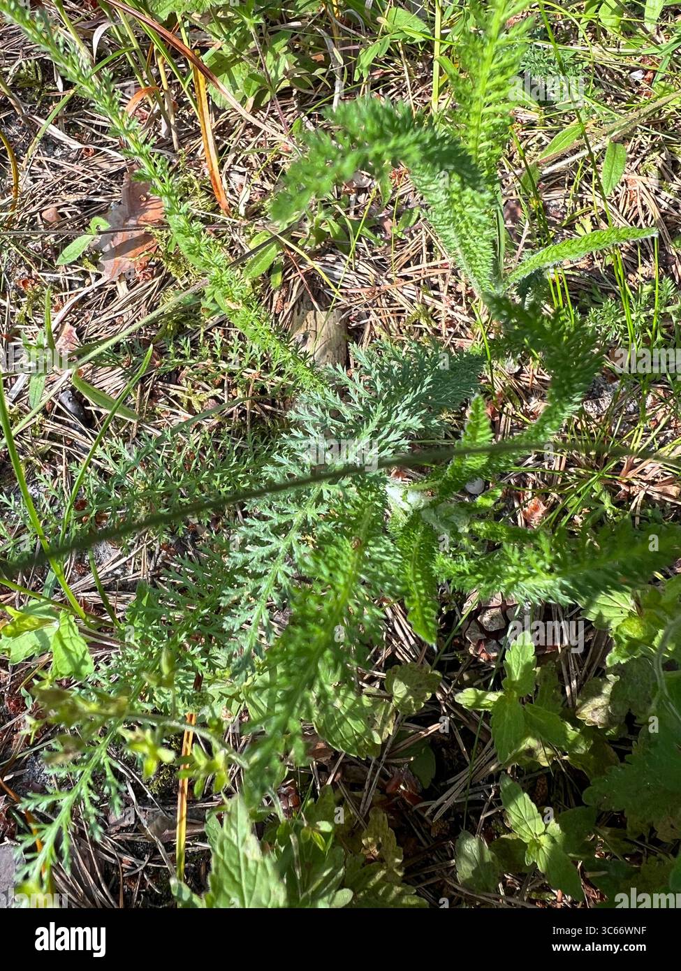 Close-up of noble yarrow and forest grasses with natural ground cover in Preila, Lithuania. Morning light highlights the green textures - Smartphone Captured Stock Image