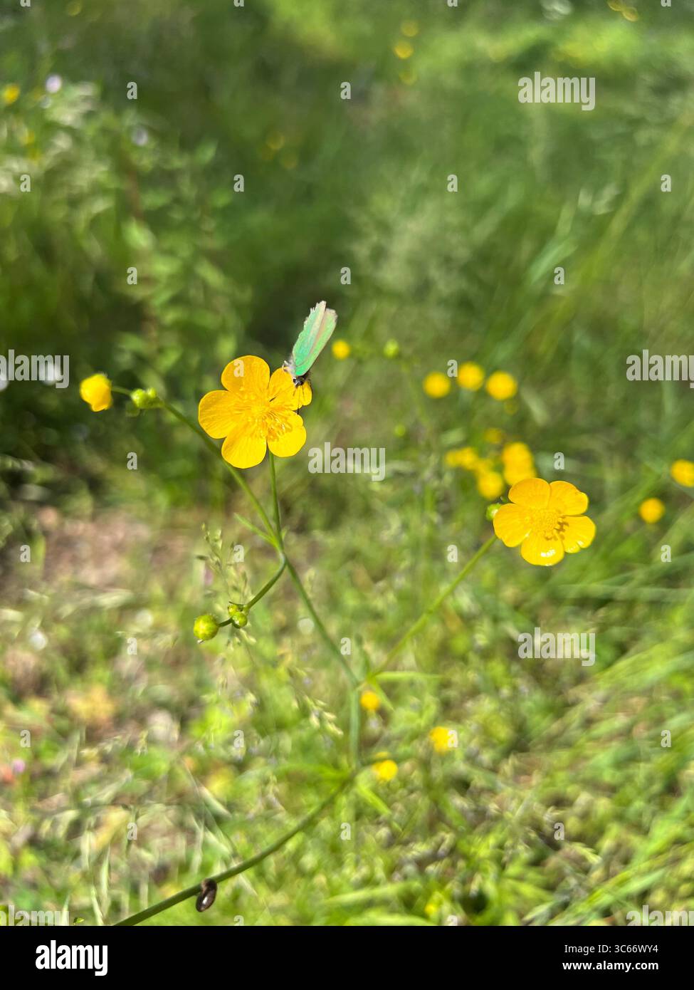 A small iridescent butterfly with closed wings on a bright yellow buttercup in a forest of Curonian Spit National Park, Lithuania - Smartphone Captured Stock Image