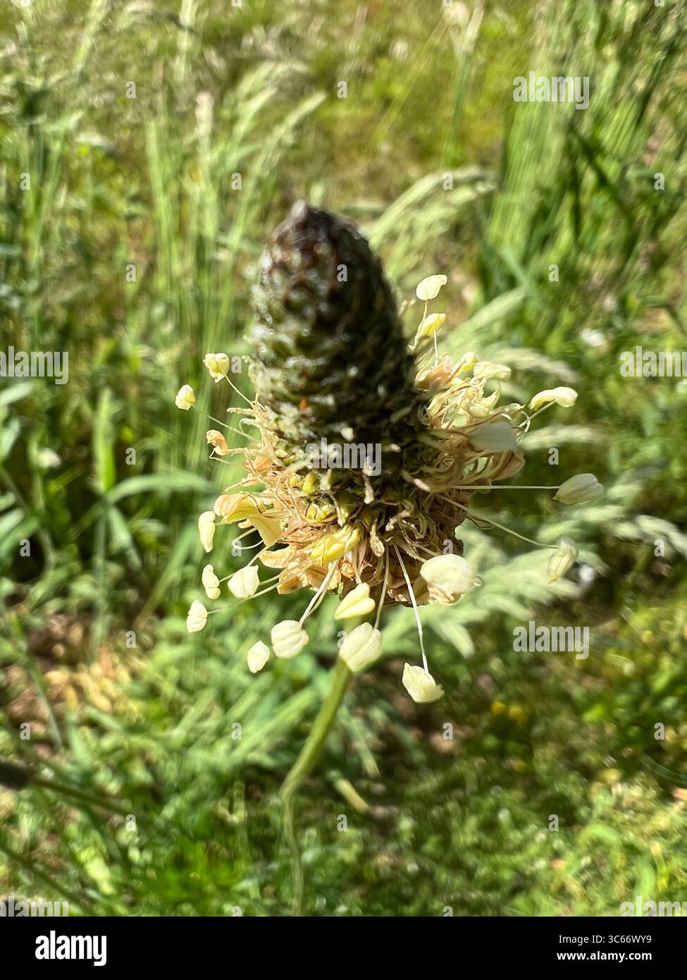 Close-up of silver plantain flower in forest near Preila, Lithuania. Pinecone-like flower head with visible anthers captured on a sunny morning walk - Smartphone Captured Stock Image