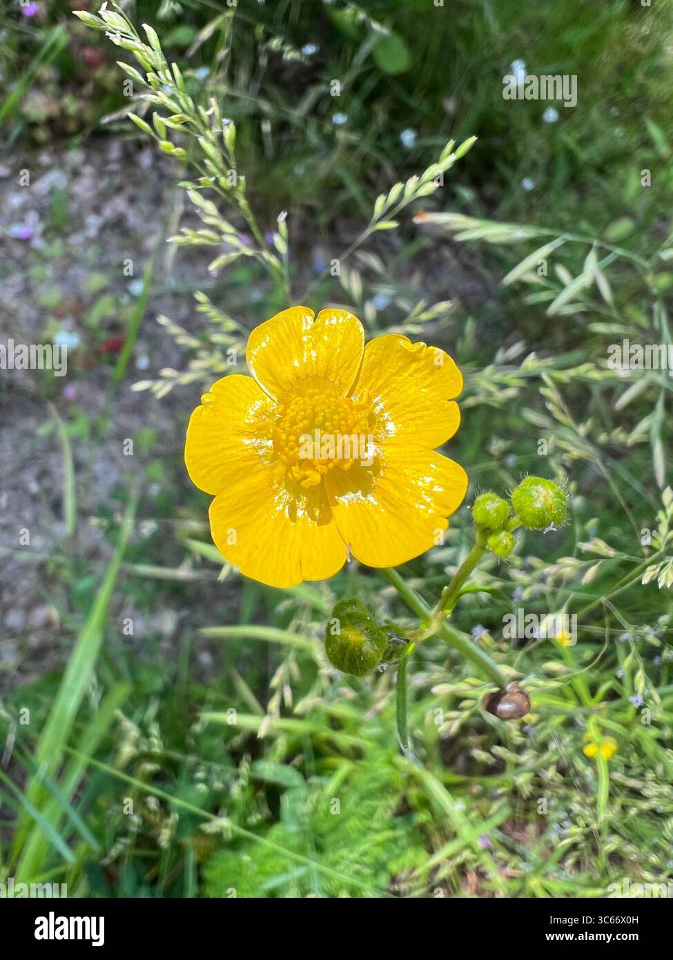 Close-up of a bright yellow buttercup flower with visible petals, anthers, pistils and stigmas. Taken in Preila Curonian Spit Lithuania on a sunny day - Smartphone Captured Stock Image