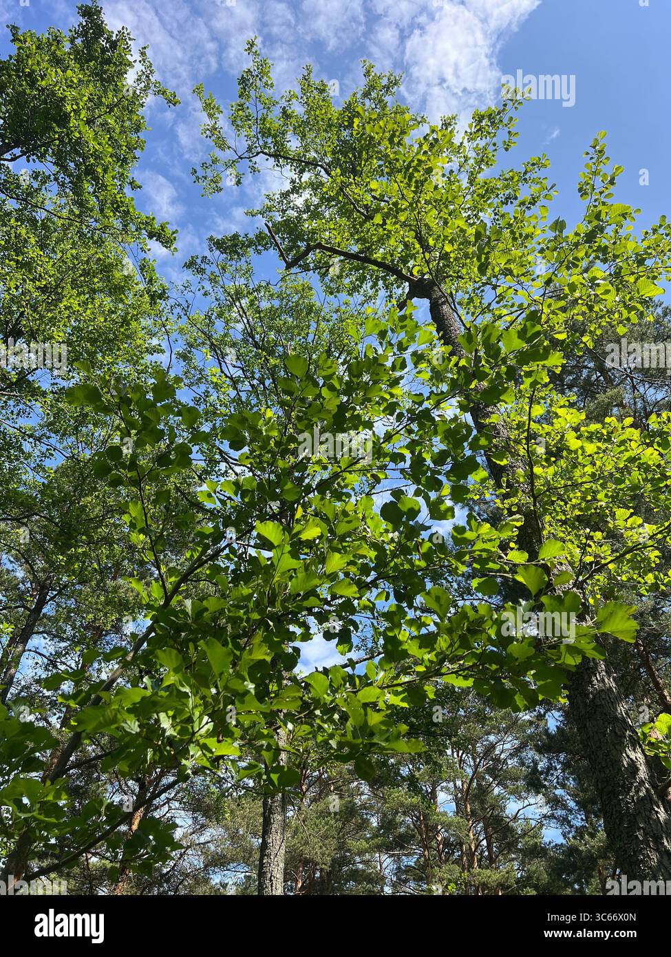 Low-angle photo of mixed oaks and alders in various shades of green, with sunlight filtering through the canopy in a forest in Preila, Lithuania - Smartphone Captured Stock Image