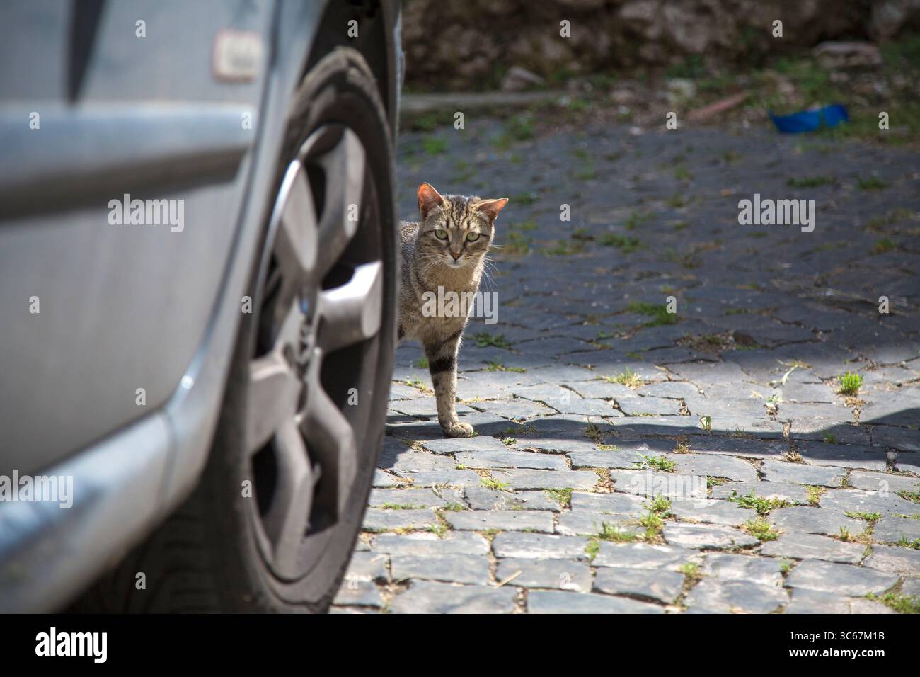 A cat stands by a parked car on a cobblestone street, curious Stock Photo