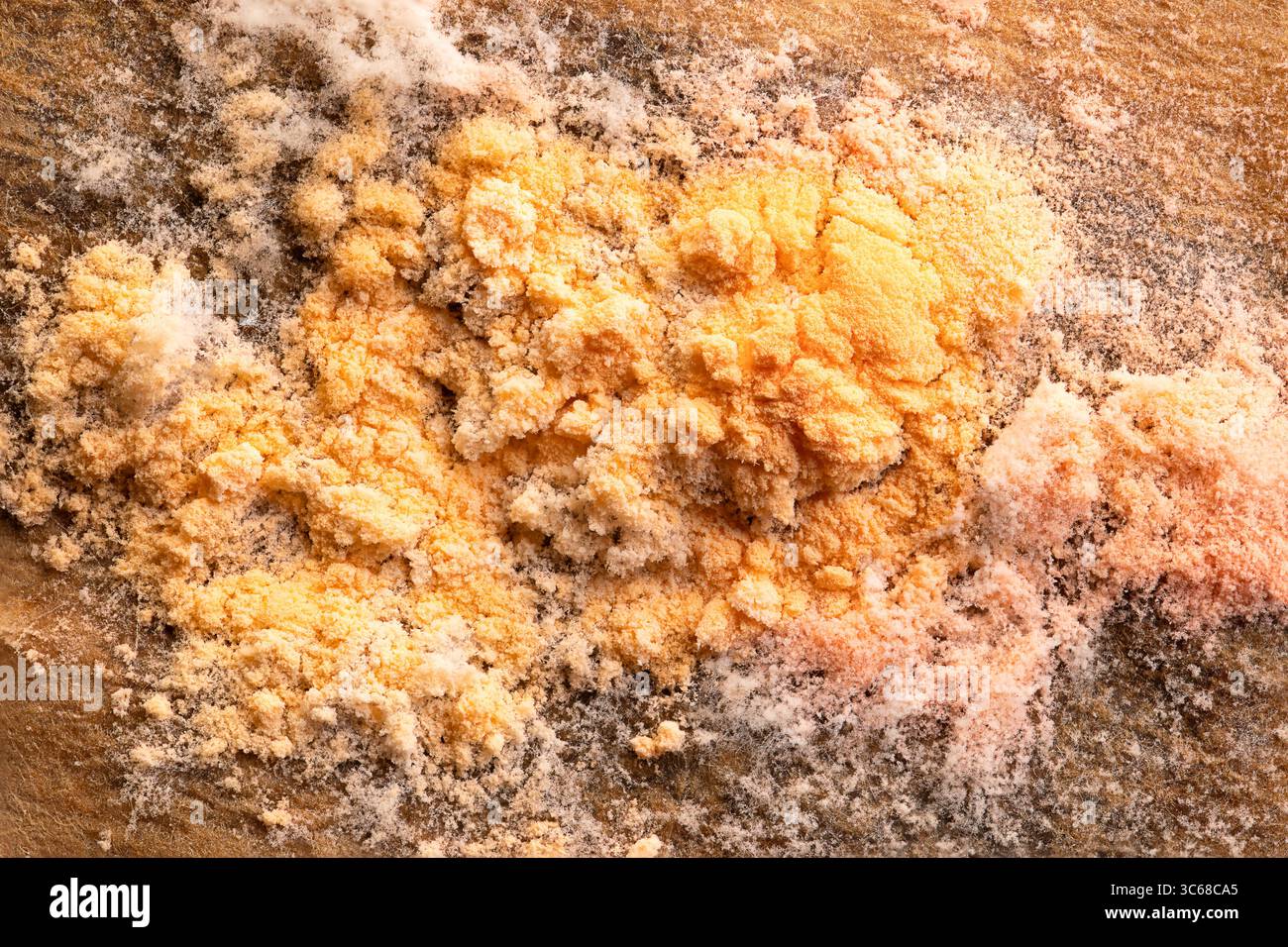 Orange mold, on a wet coffee filter, macro photo. Often referred to as slime mold, or dog vomit mold, of orange to reddish color and slimy texture. Stock Photo