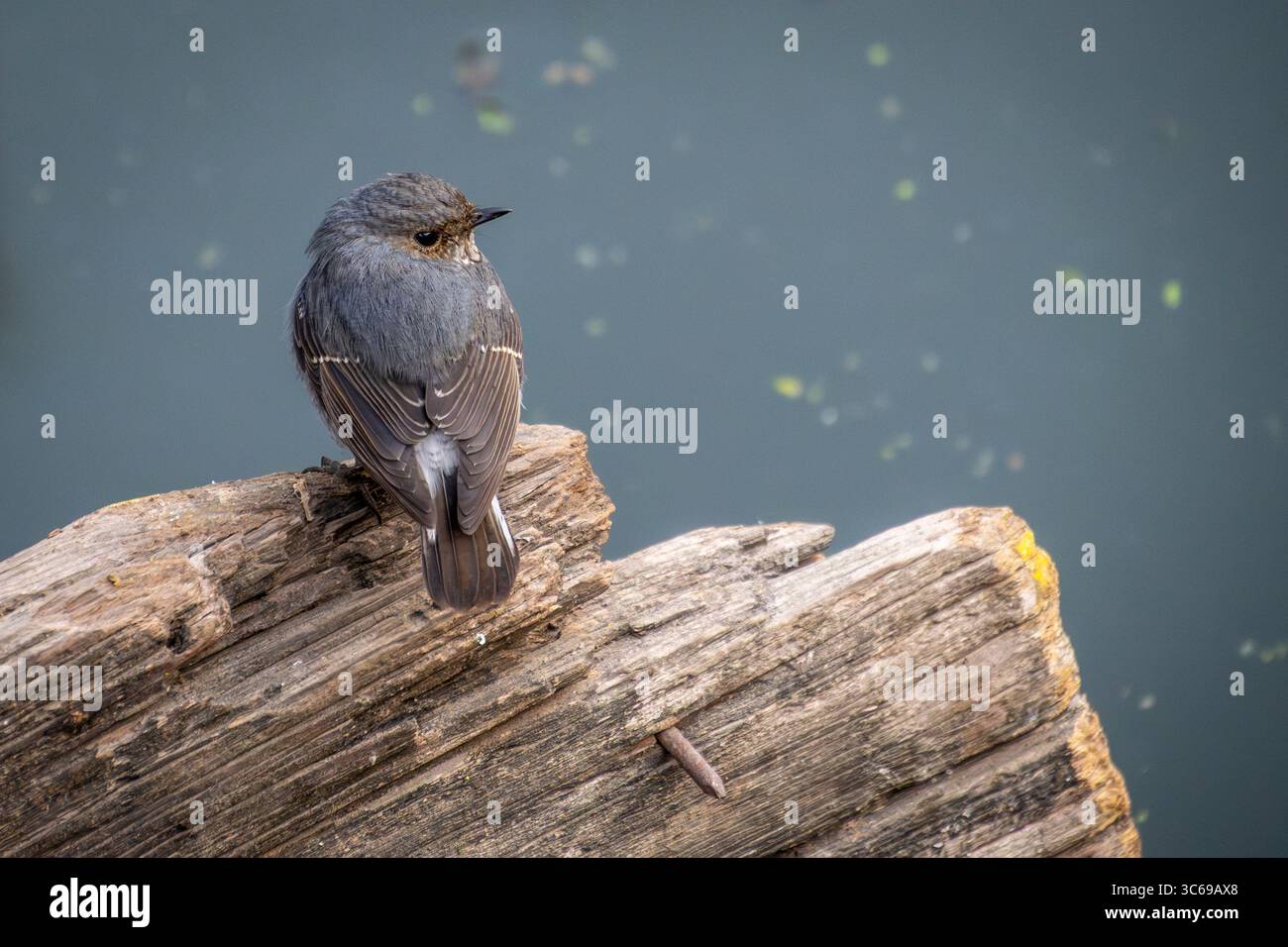 Water birds india hi-res stock photography and images - Alamy