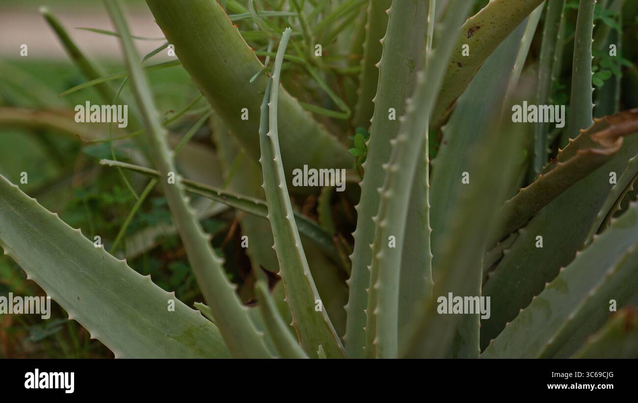 Close-up of an aloe vera plant with spiky leaves outdoors in murcia, spain,  showcasing its natural texture and vibrant green against a blurred backgro  Stock Photo - Alamy
