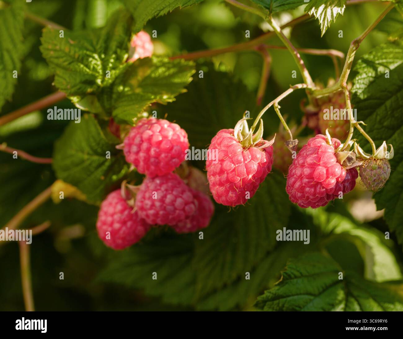 Close-up of ripening red raspberries on the vine. Natural light, summer ...